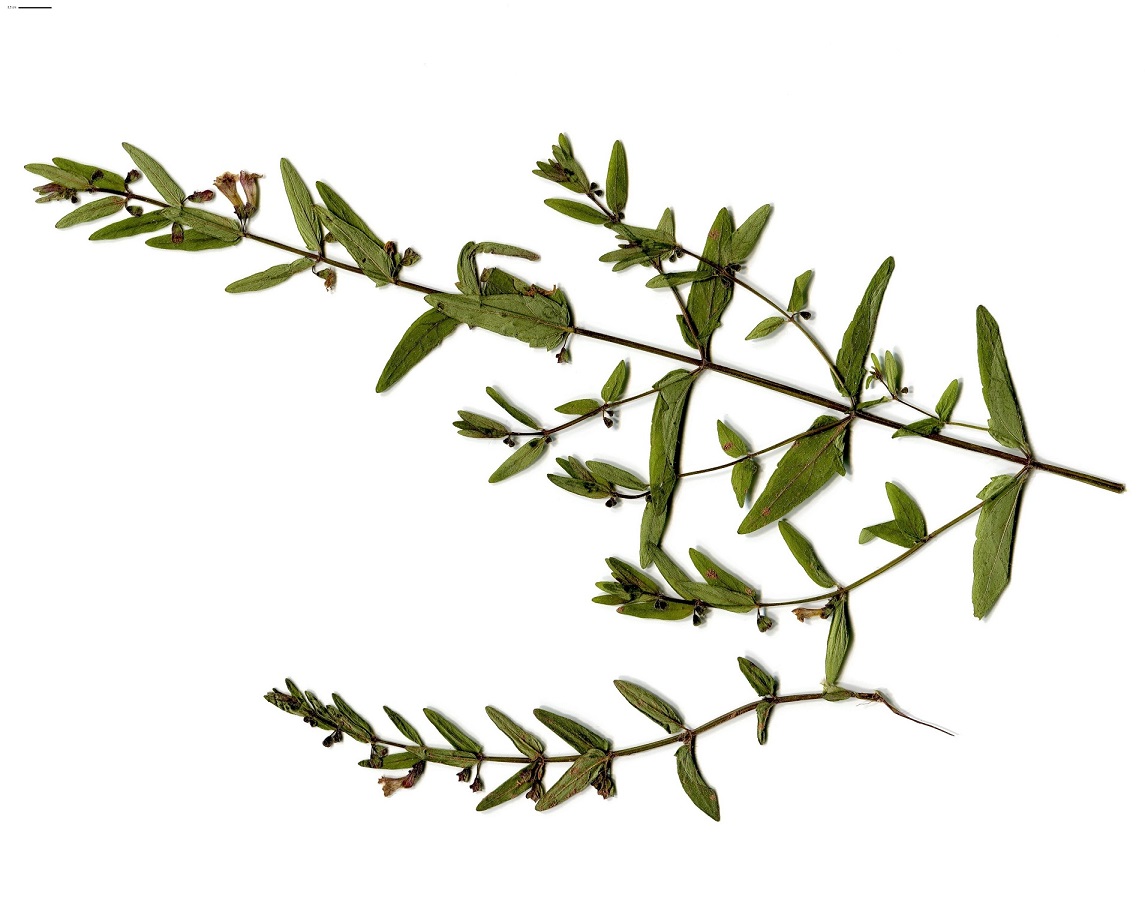 Scutellaria minor (Lamiaceae)